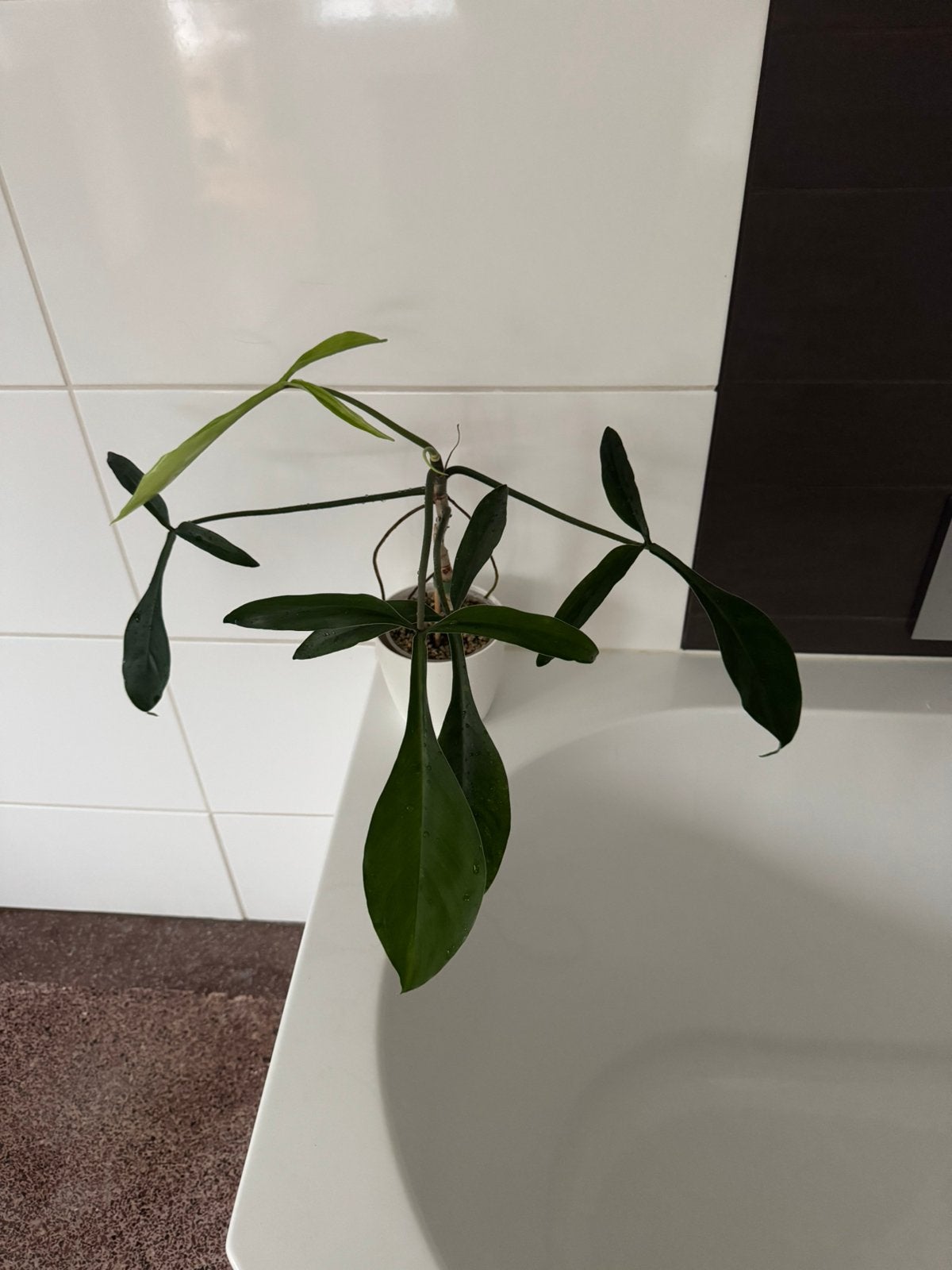 Philodendron 69686 - Bette Waterbury, Ophalen, Halfschaduw, Minder dan 100 cm