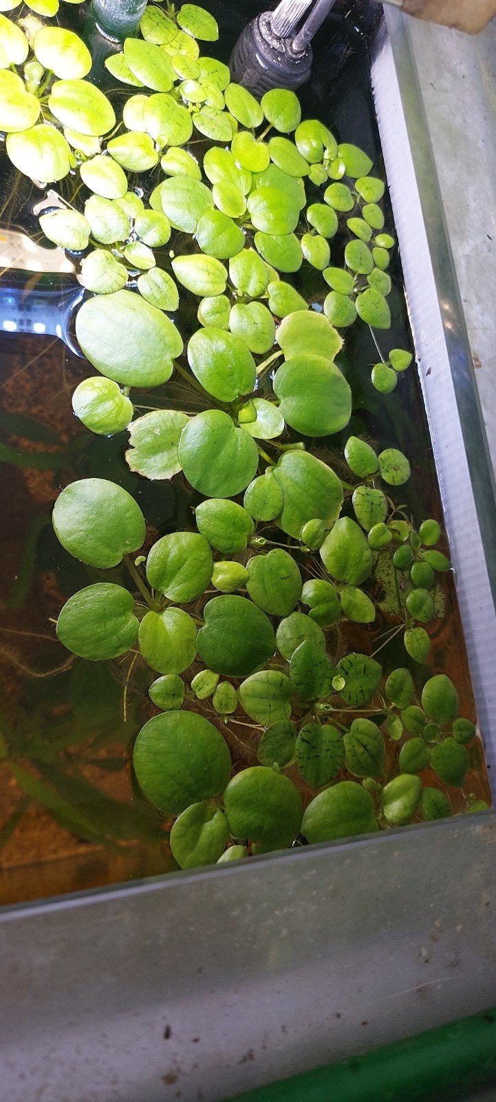 drijfplantjes ( Limnobium laevigatum), Ophalen