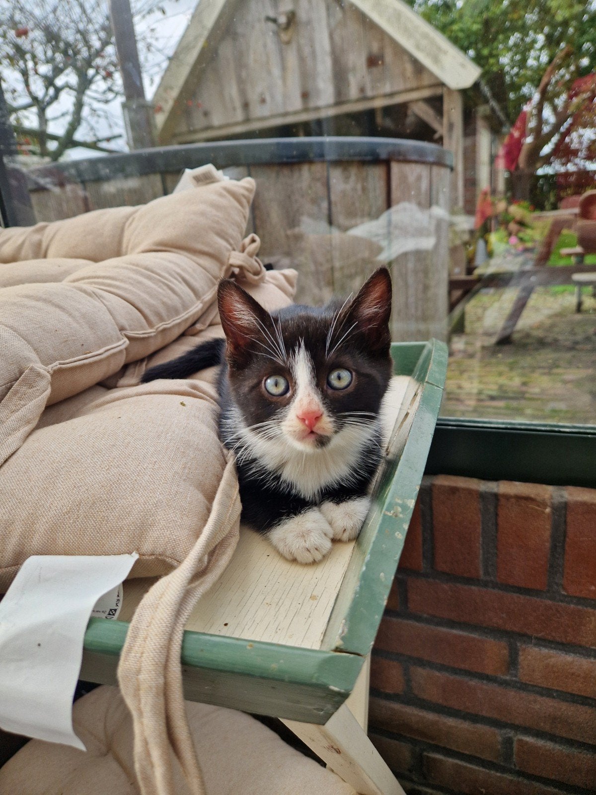 Nog 1 lieve kitten/kater zoekt een huisje (zwart/wit), Kater