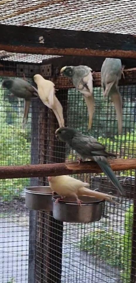 Jonge,kwrijpe en koppels kakariki., Dieren en Toebehoren, Vogels | Parkieten en Papegaaien, Meerdere dieren, Parkiet, Geringd