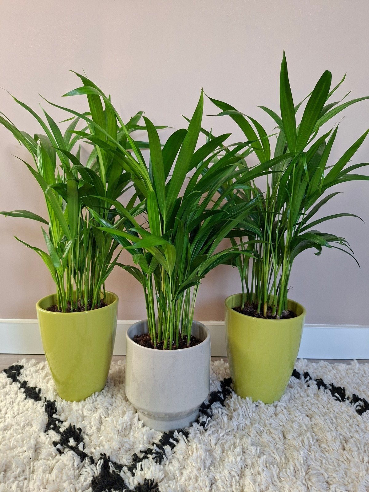 3 Areca palmen in pot - Kamerplanten, Ophalen, Palm, Halfschaduw, In pot