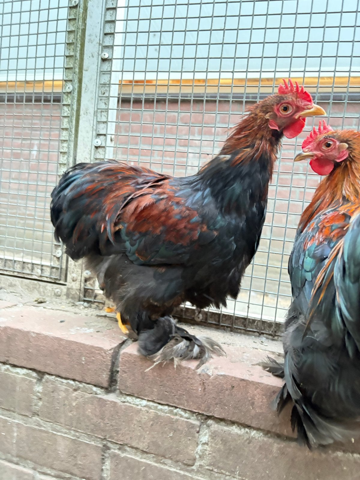 Bailey, tamme cochin kriel haan, Mannelijk, Kip