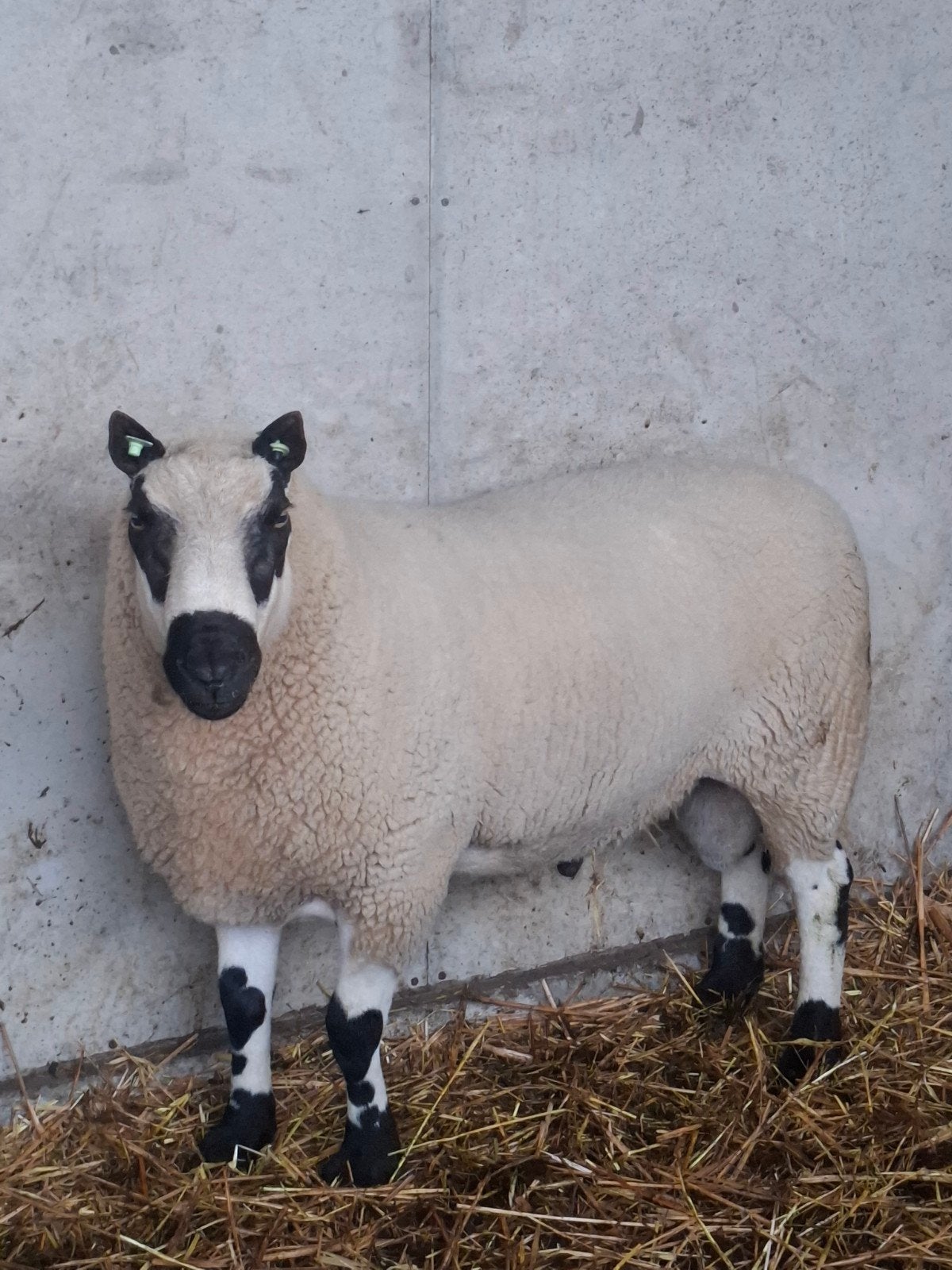 TE KOOP Kerry Hill stamboek dekram, Dieren en Toebehoren, Mannelijk, Schaap