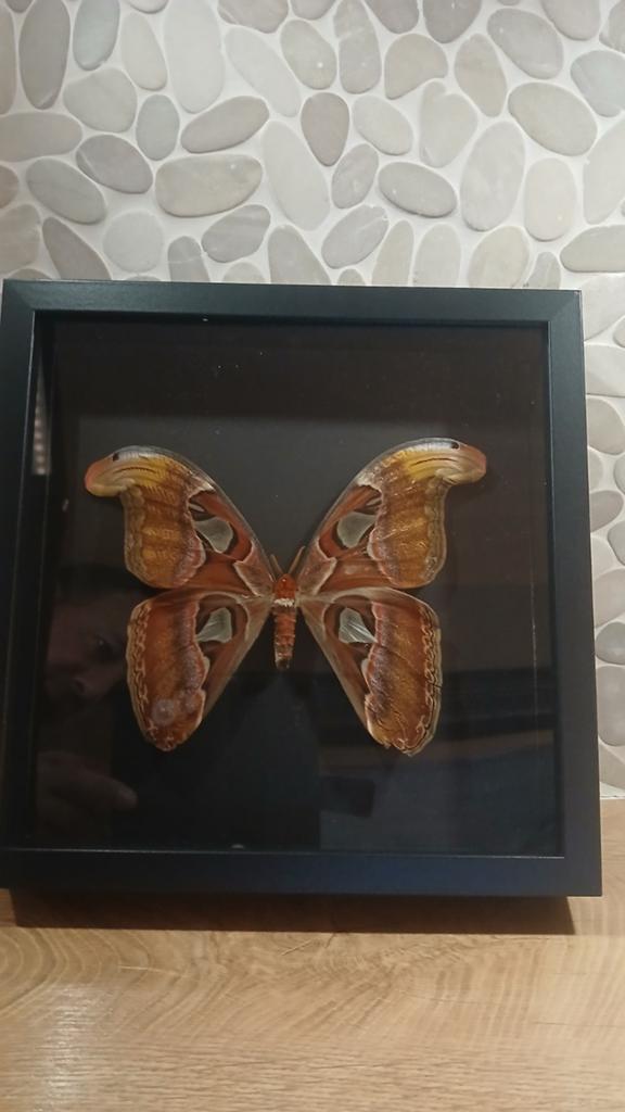 Vlinder in lijst, Ophalen of Verzenden, Hout, Minder dan 50 cm, Minder dan 50 cm