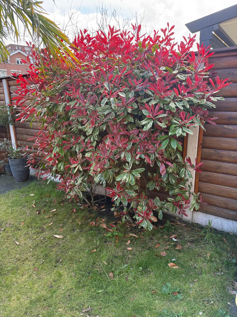 Glansmispel Photinia x fraseri, Tuin en Terras, Volle zon, Vaste plant, Lente, Ophalen