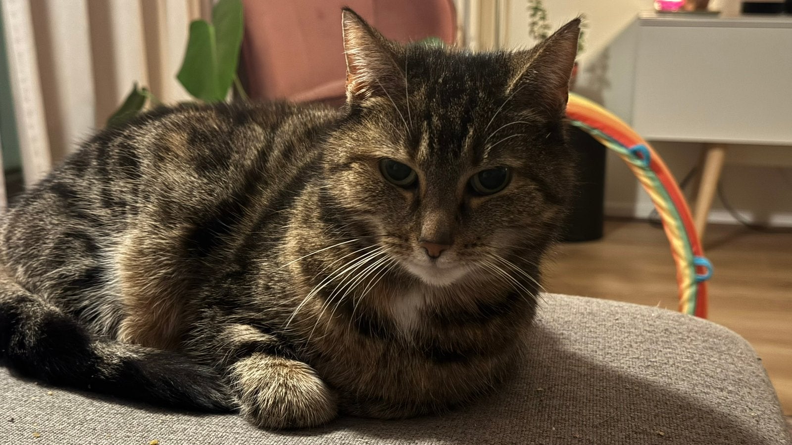 Panda, Poes, Kortharig, 6 jaar of ouder