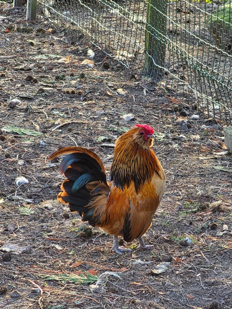 Baardkriel Haantje, Dieren en Toebehoren, Mannelijk, Kip