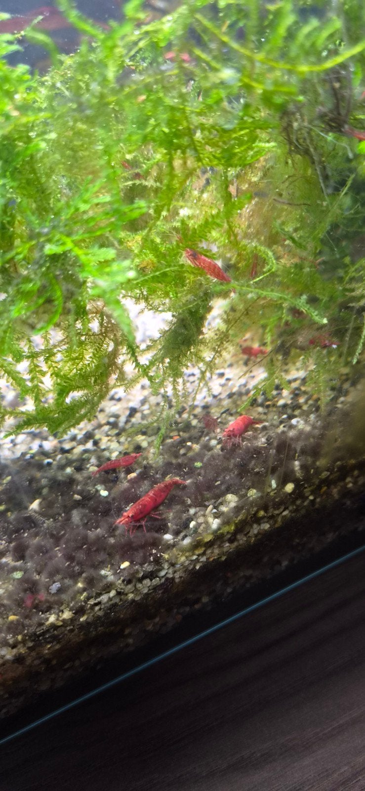 Vuurgarnalen 15st voor 10euro!, Dieren en Toebehoren, Vissen | Aquariumvissen, Kreeft, Krab of Garnaal