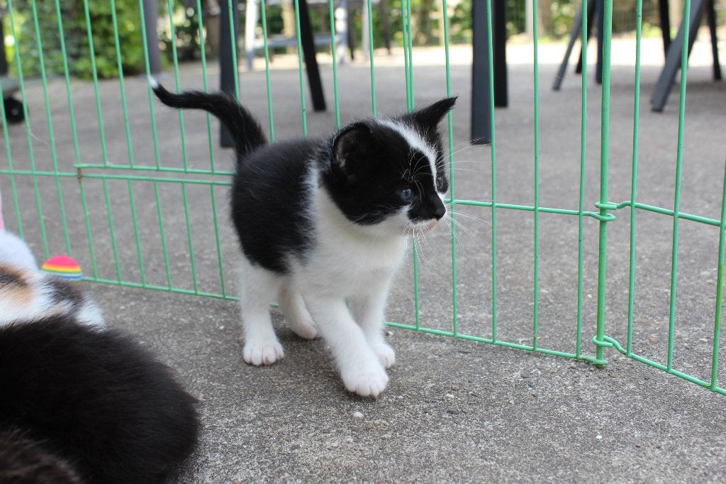 Lieve kittens te koop, Geslacht onbekend, Ontwormd, 0 tot 2 jaar