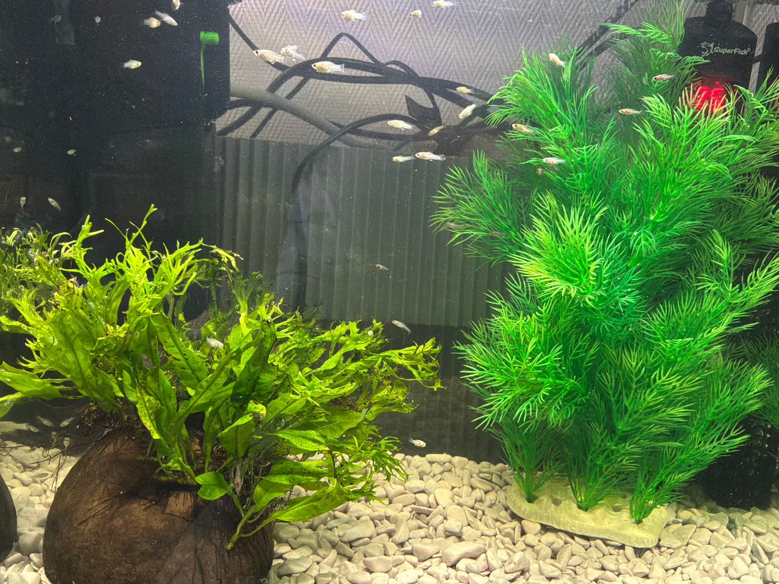 Jonge witte, zilveren en dalmatier mollies, Dieren en Toebehoren, Vissen | Aquariumvissen, Vis, Zoetwatervis, Schoolvis