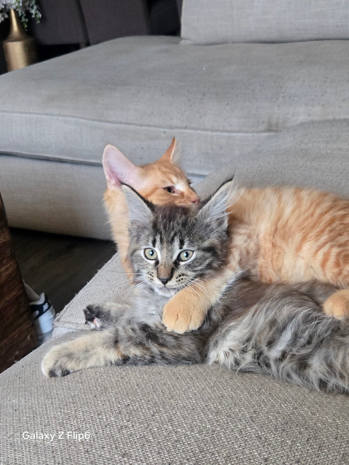 kitten, Dieren en Toebehoren, Katten en Kittens | Overige Katten