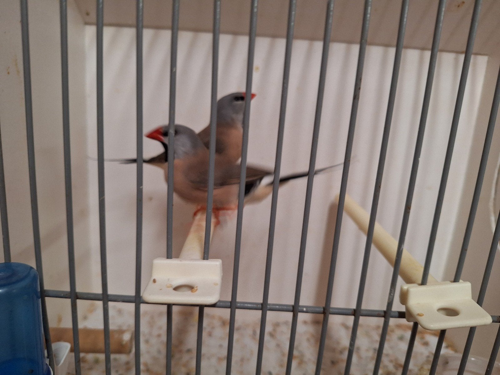 Spitsstaart amadines, Dieren en Toebehoren, Vogels | Overige Vogels, Meerdere dieren, Geringd