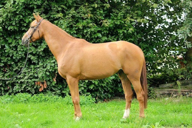 7 jarige ISH sportruin, Springpaard, Ruin, 170 tot 175 cm, L