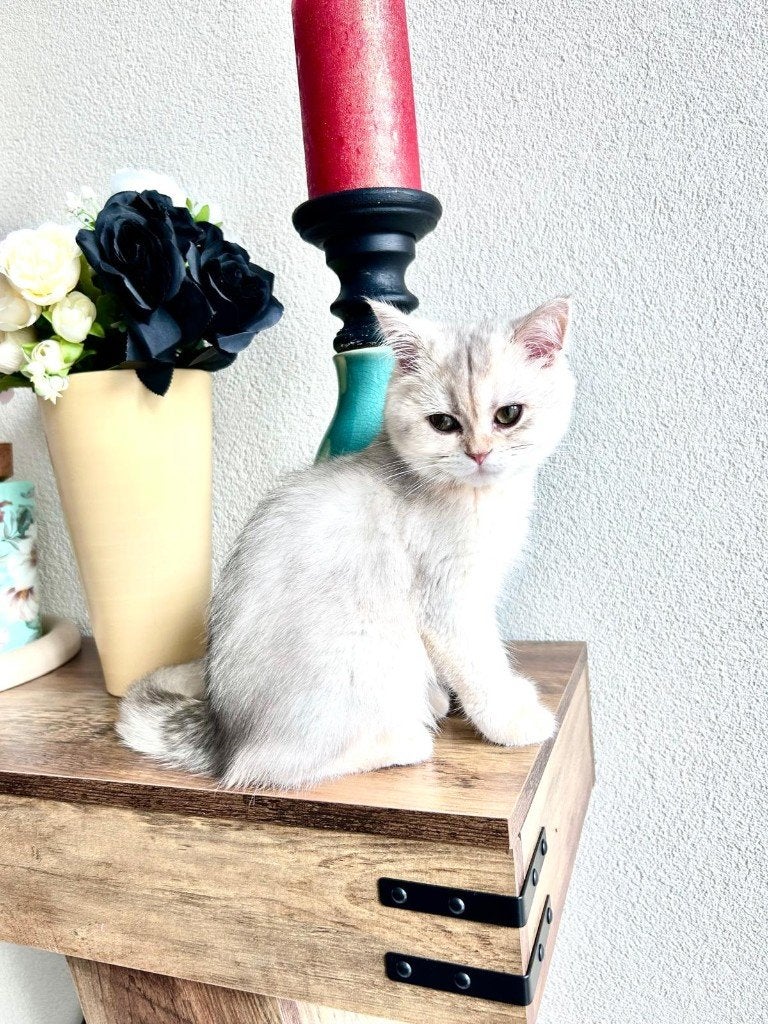 britse korthaar, Poes, Ontwormd, 0 tot 2 jaar