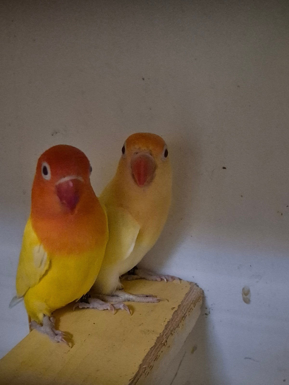 Fischeri  koppel, Meerdere dieren, Dwergpapegaai of Agapornis, Geringd