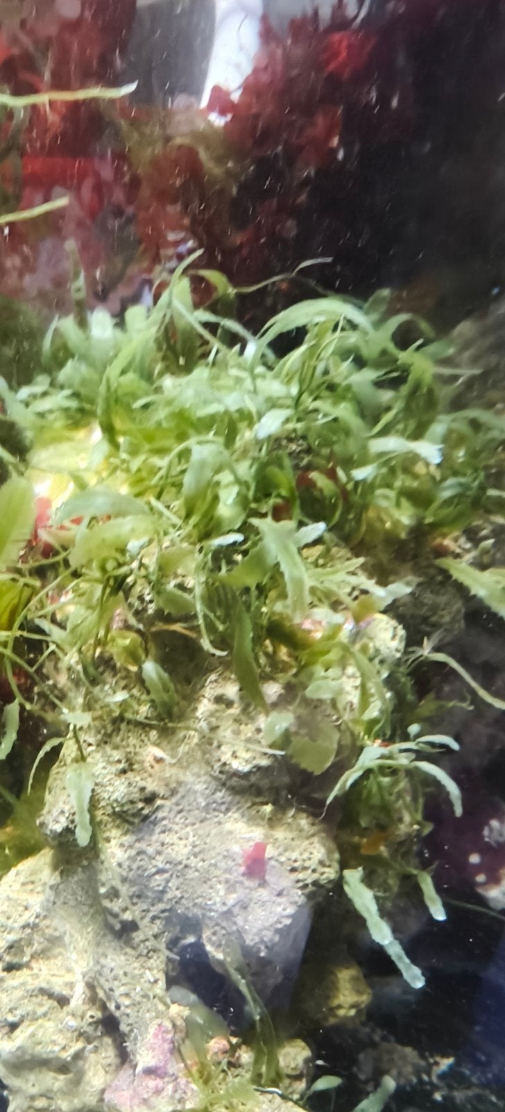 Caulerpa taxifolia macroalgen zeewier - zeeaquarium refugium, Ophalen of Verzenden, Nieuw