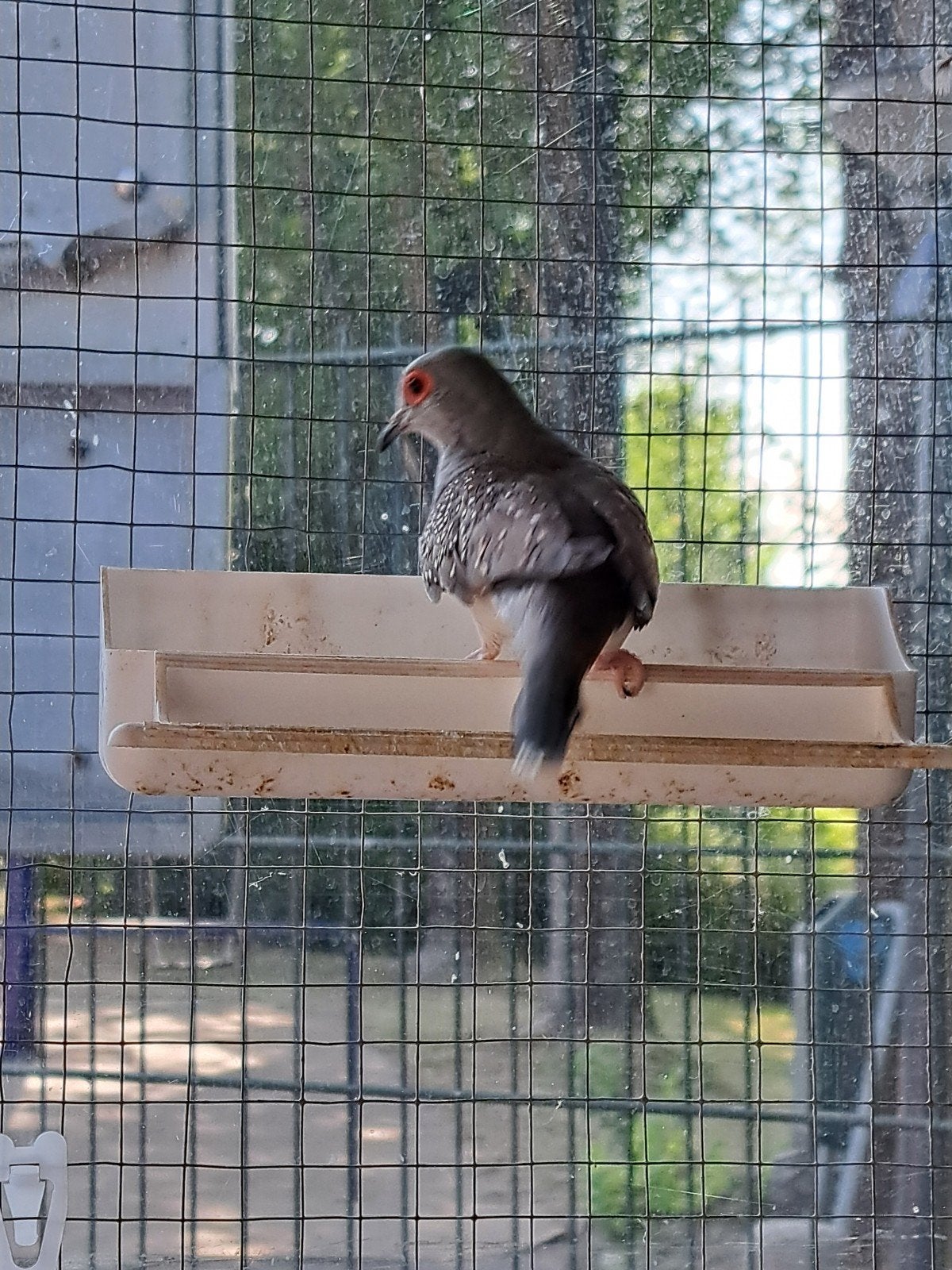 diamantduiven te koop, Mannelijk