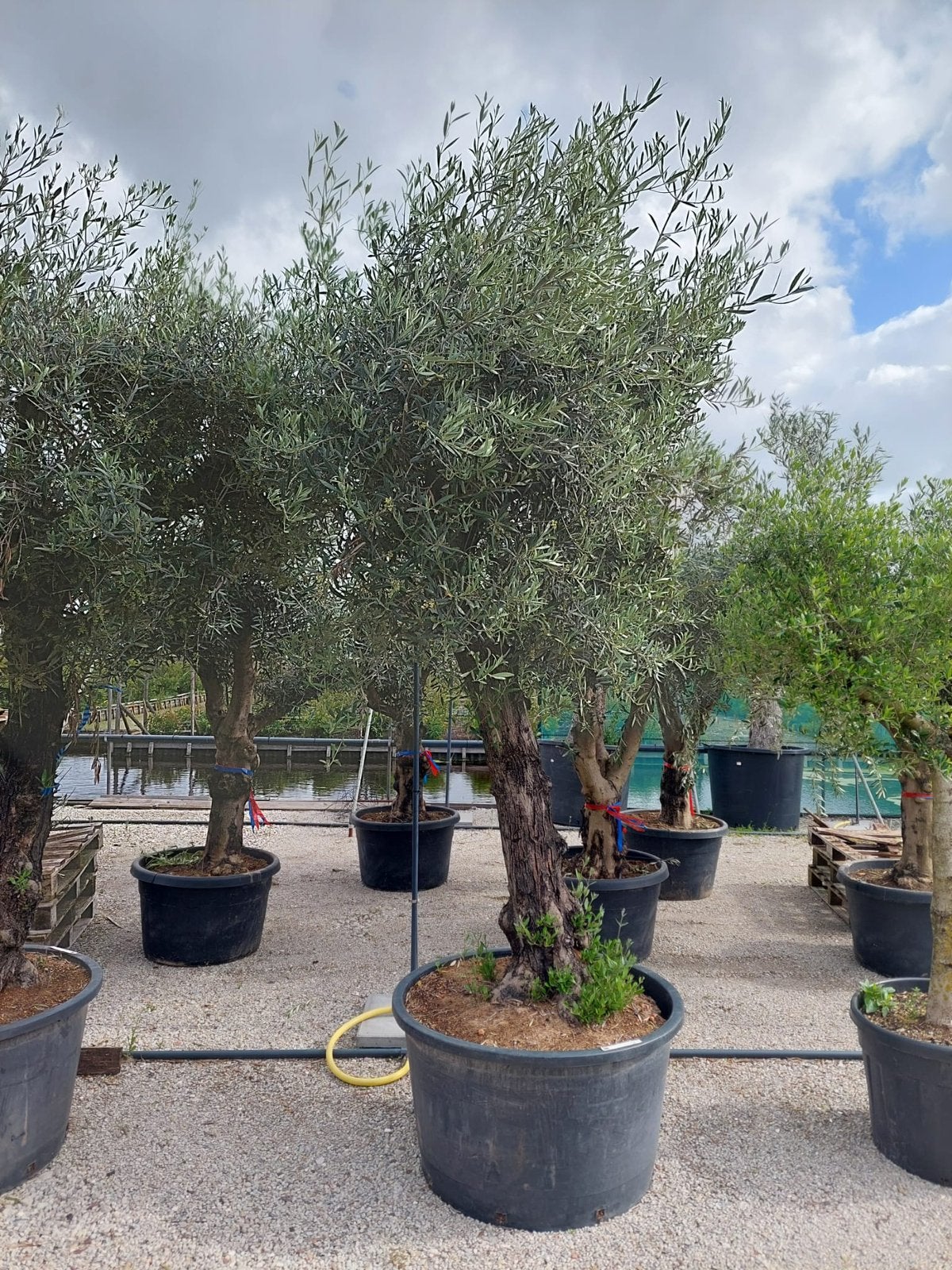 Olijfbomen nieuw binnen div maten modellen unieke bomen, Tuin en Terras, Planten | Bomen, Olijfboom, 250 tot 400 cm, Zomer, Ophalen