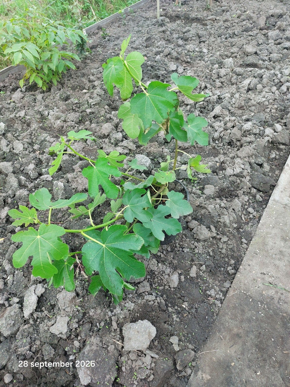 Jonge Vijgenplant - Perfect voor uw tuin!, Ophalen, Volle zon, Vaste plant, Zomer
