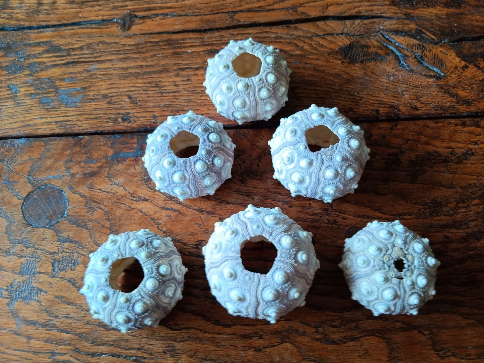 6x Spoetnik Zee-egel (Sea Urchin) - Decoratie, Ophalen of Verzenden, Nieuw