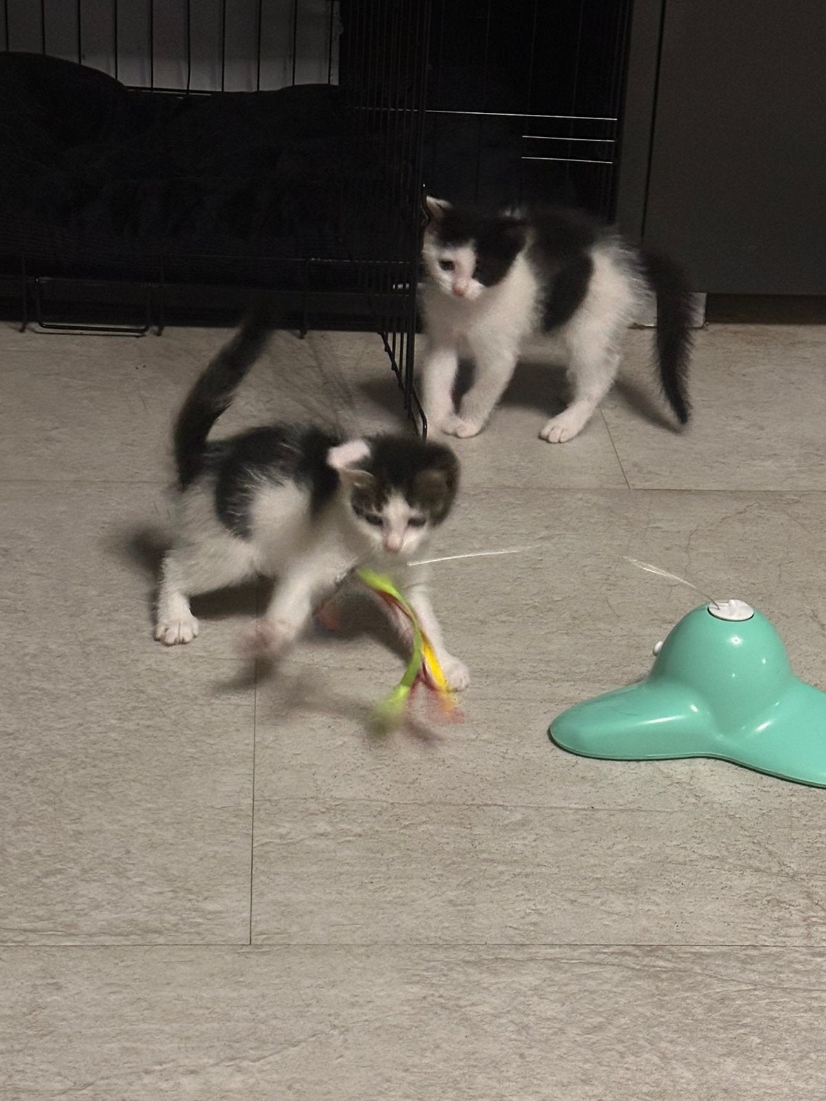 Wegens annulering nog 2 kittens zoeken een forever home, Dieren en Toebehoren, Meerdere dieren, 0 tot 2 jaar