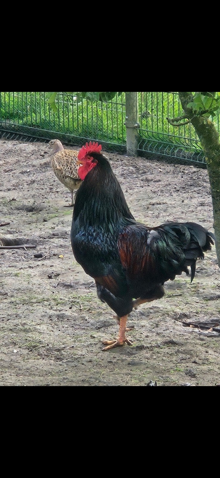 Barnevelder haan raszuiver, Dieren en Toebehoren, Mannelijk, Kip