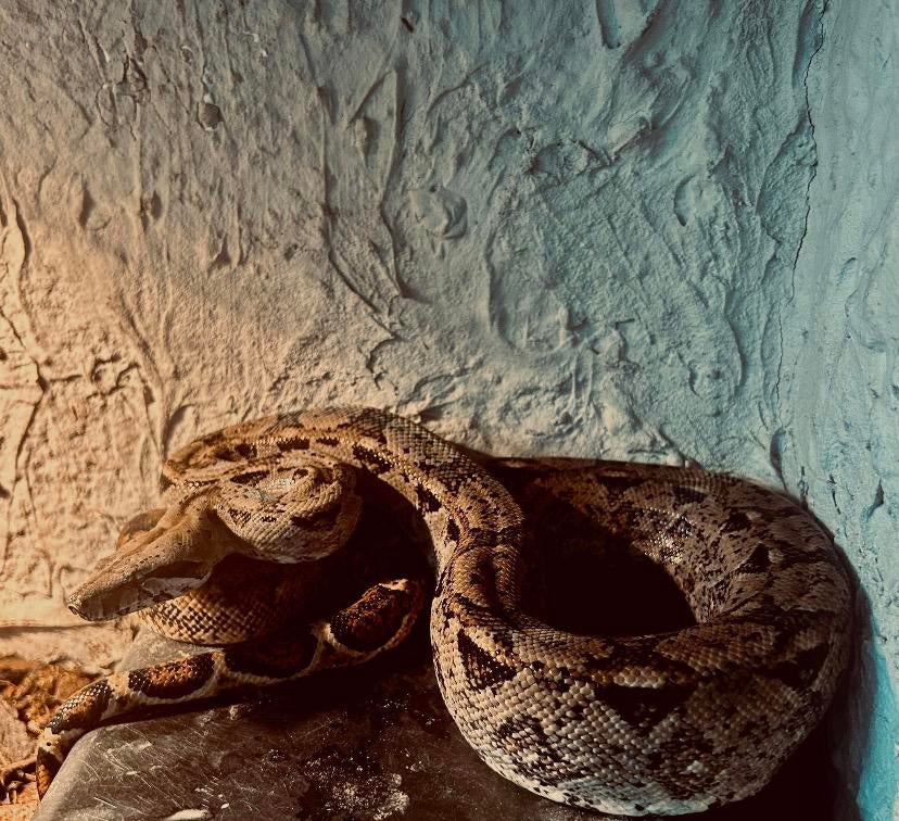 Boa constrictor vrouw, Slang, Tam, 0 tot 2 jaar