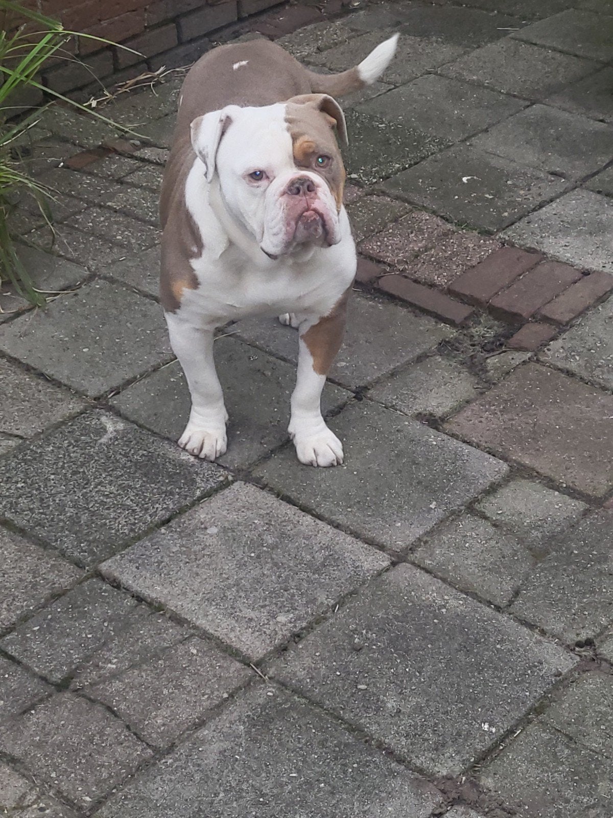 old english buldog, Reu, 1 tot 2 jaar, Bulldog, Eén hond