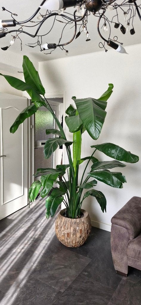 Strelitzia Nicolai zonder pot, semi Hydro systeem, Huis en Inrichting, Ophalen, 200 cm of meer, Overige soorten, Halfschaduw