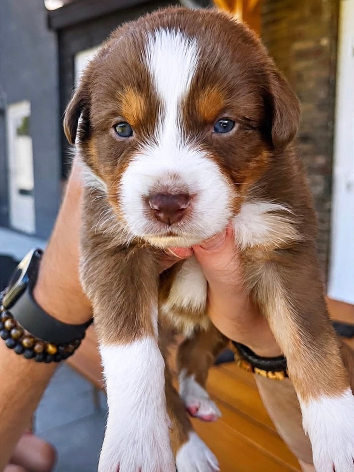 Prachtige Australische Herder puppy’s te koop, Dieren en Toebehoren, Overige rassen, 8 tot 15 weken, Parvo, Meerdere