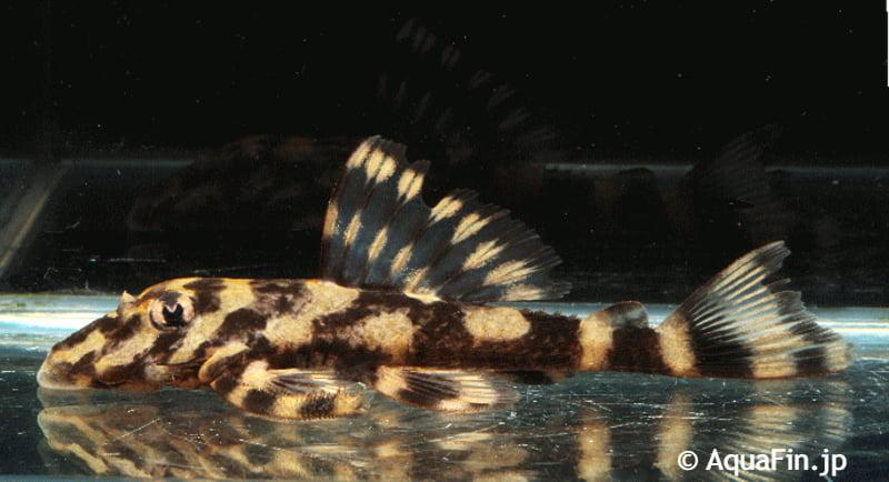 L052, L168 Butterfly Pleco (Dekeyseria picta), Vis