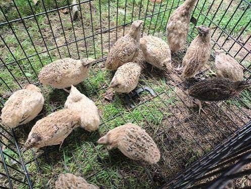 Japanse Kwartels., Meerdere dieren, Overige soorten