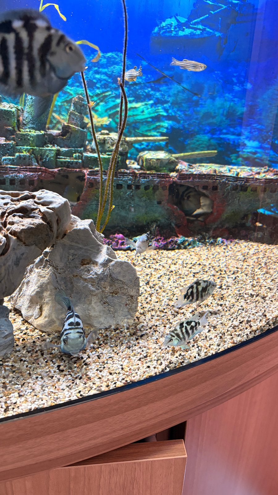Polar blue parrot cichlid, Dieren en Toebehoren, Vis