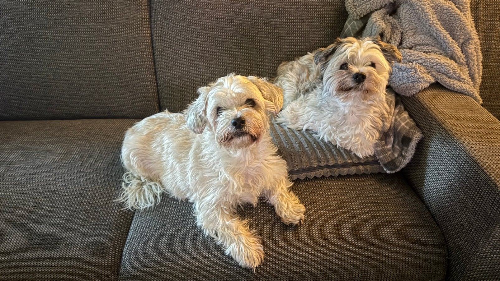 Nieuw gouden mandje gezocht voor deze 2 geweldige lieverds, Dieren en Toebehoren, Honden | Niet-rashonden, 6 jaar of ouder, Teef