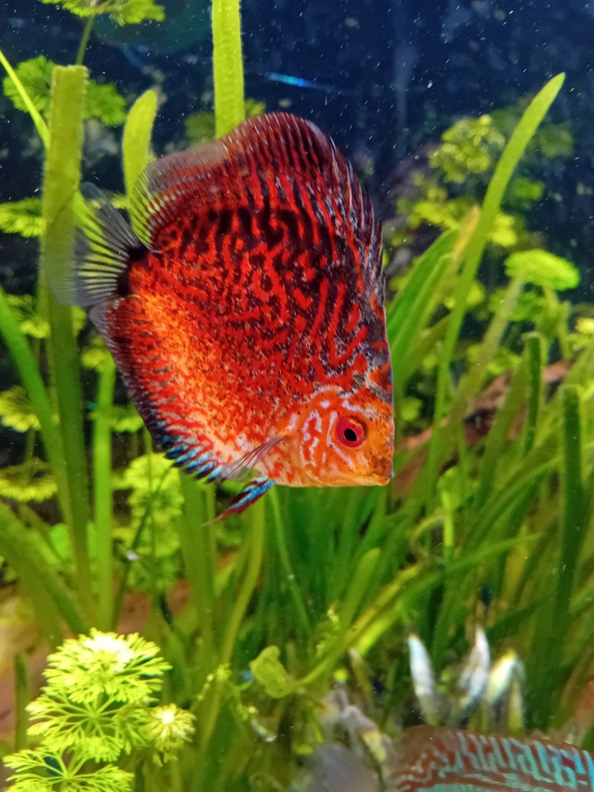 4 discus vissen te koop, Vis