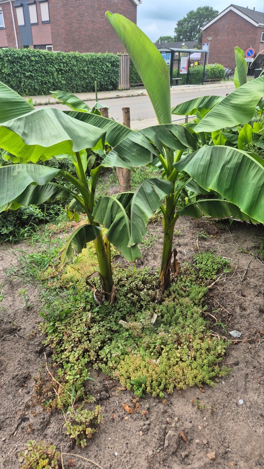 Bananen bomen, Tuin en Terras, Planten | Tuinplanten, Ophalen, Overige soorten, Volle zon