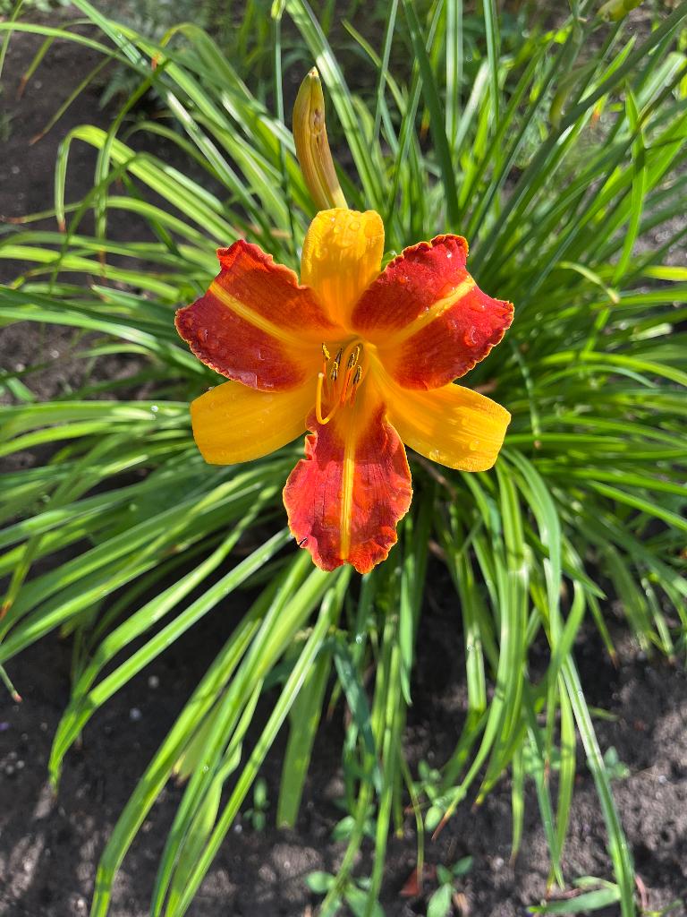 Daglelie - Hemerocallis, Ophalen, Vaste plant, Overige soorten, Volle zon