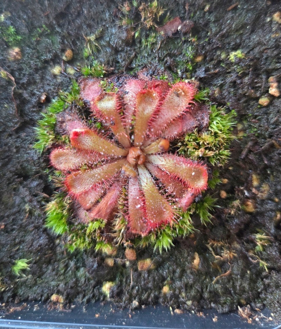 Drosera aliciae purpurea, Overige soorten, Ophalen of Verzenden, Tweejarig, Halfschaduw