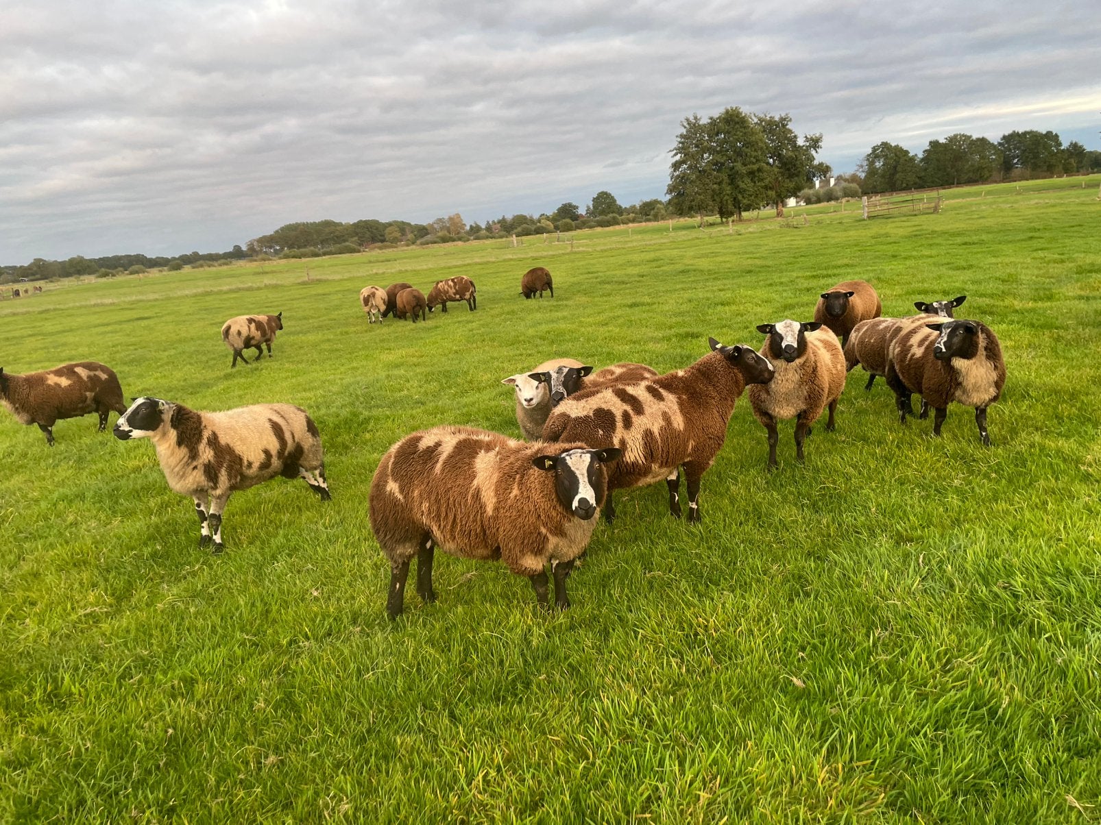 Bonte dekrammen, Vrouwelijk, Schaap