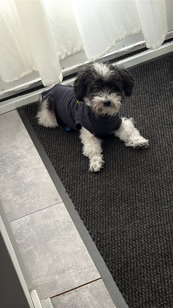 Maltipoo, Dieren en Toebehoren, Honden | Chihuahua's en Gezelschapshonden, Maltezer, Parvo, Teef, Eén hond