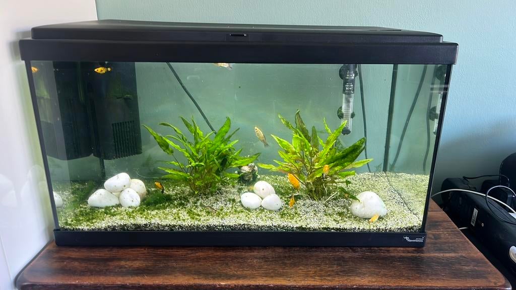 Aqualantis aquarium 60x30x30 ca 50ltr, Dieren en Toebehoren, Vissen | Aquaria en Toebehoren, Ophalen, Gebruikt, Aquatlantis, Inclusief vissen