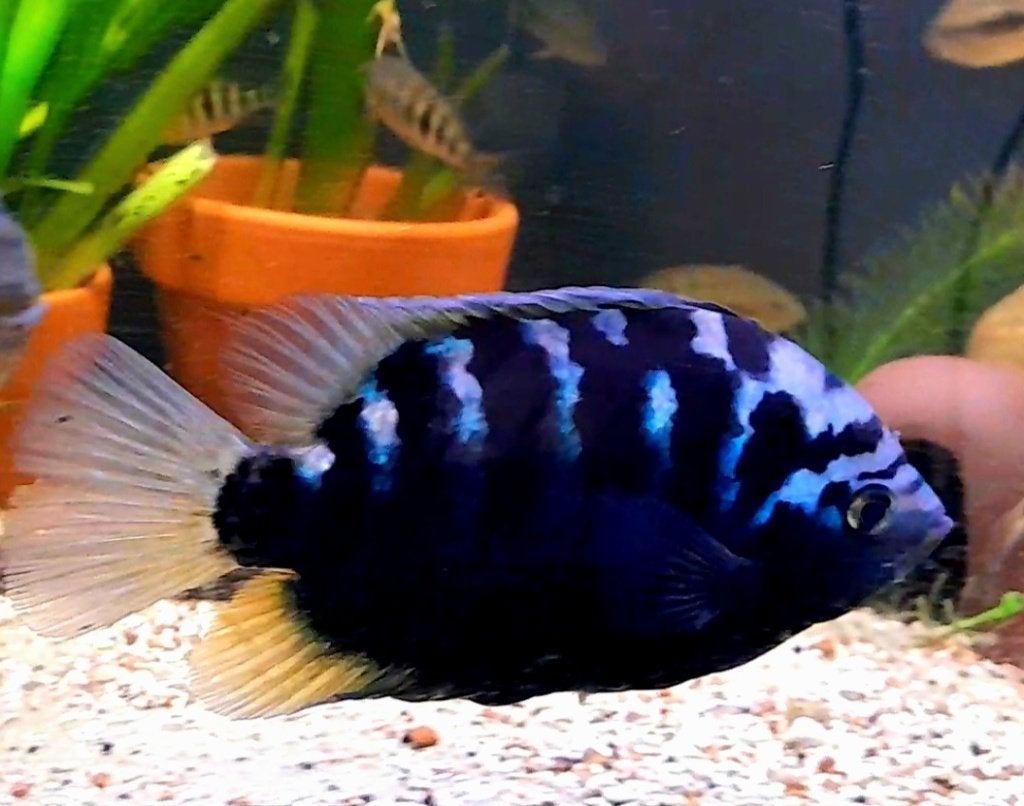 Aquariumvissen kweektrio cichliden, Vis, Zoetwatervis