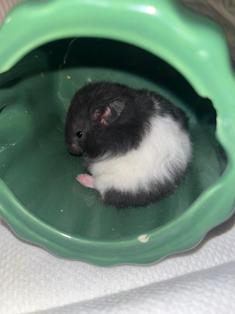 Lieve goudhamster te koop!, Dieren en Toebehoren, Knaagdieren, Hamster, Maart, Vrouwelijk, Tam