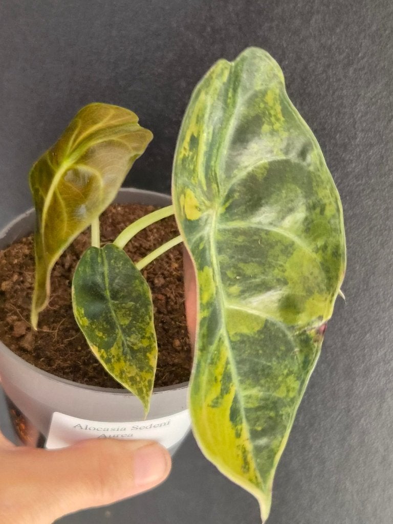 Alocasia Sedeni Aurea, Huis en Inrichting, Kamerplanten, Ophalen of Verzenden, Halfschaduw, Minder dan 100 cm