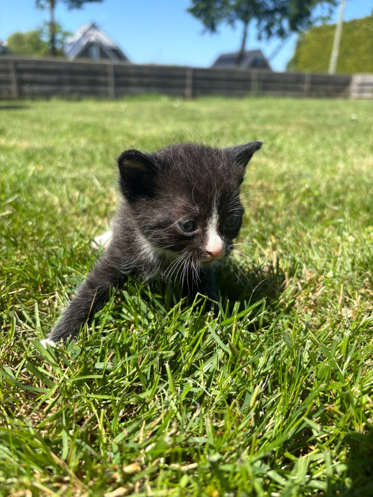 Netje kittens, Dieren en Toebehoren, Geslacht onbekend, Kortharig, 0 tot 2 jaar