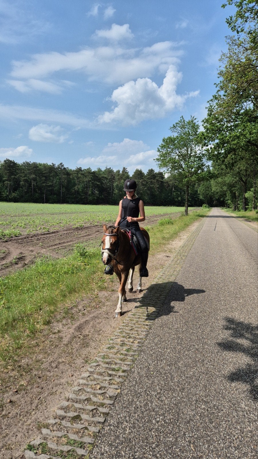 Knappe,lieve 3 jarig bereden welsh b pony, Dieren en Toebehoren, Pony's