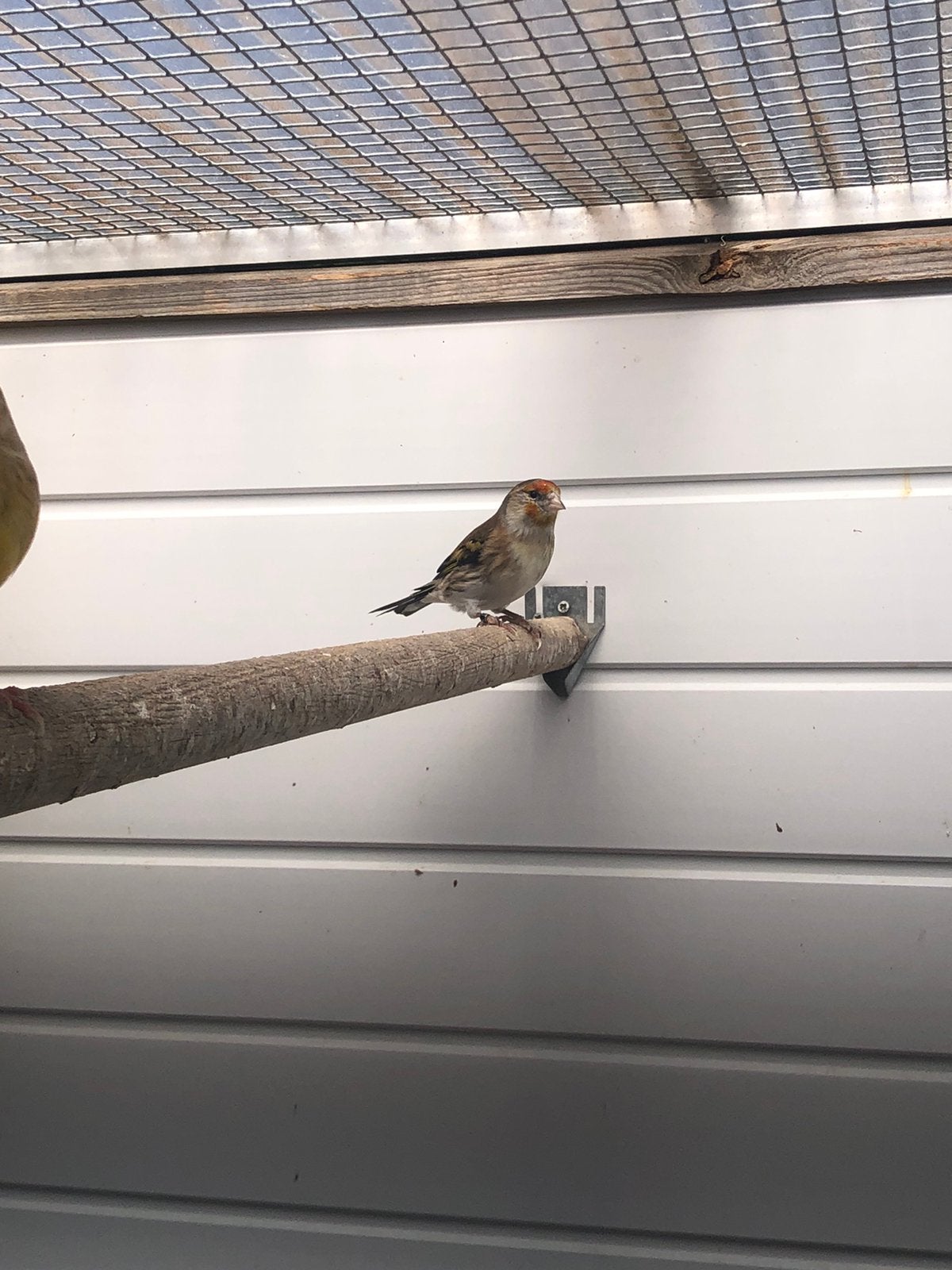 Bastaard putter x kanarie, Dieren en Toebehoren, Vogels | Overige Vogels, Geslacht onbekend