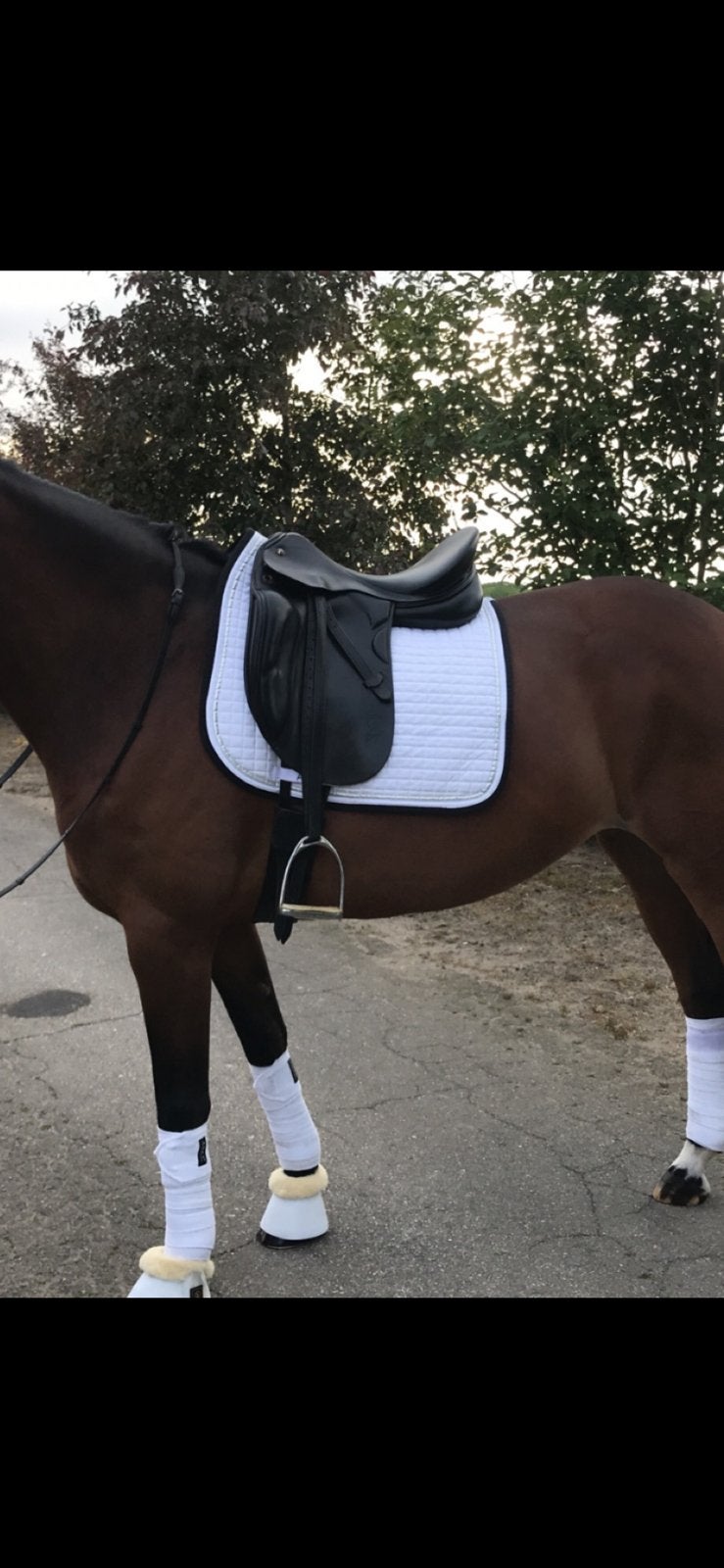 Prestige zwart dressuurzadel, 17,5 inch, Dieren en Toebehoren, Paarden en Pony's | Zadels, Ophalen, L (17.5 inch), Dressuur, Prestige