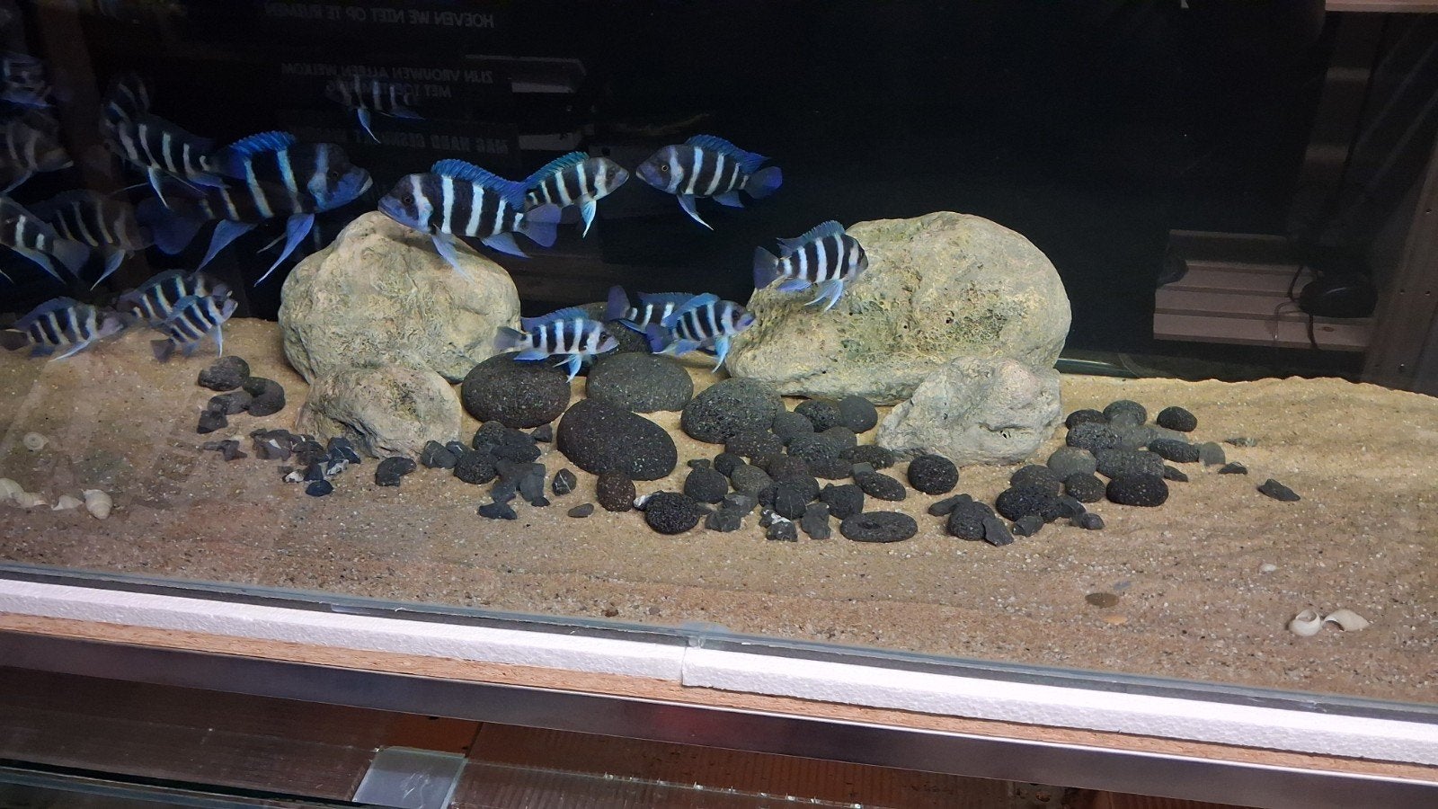 frontosa blue zaire moba, Dieren en Toebehoren, Vissen | Aquariumvissen, Vis