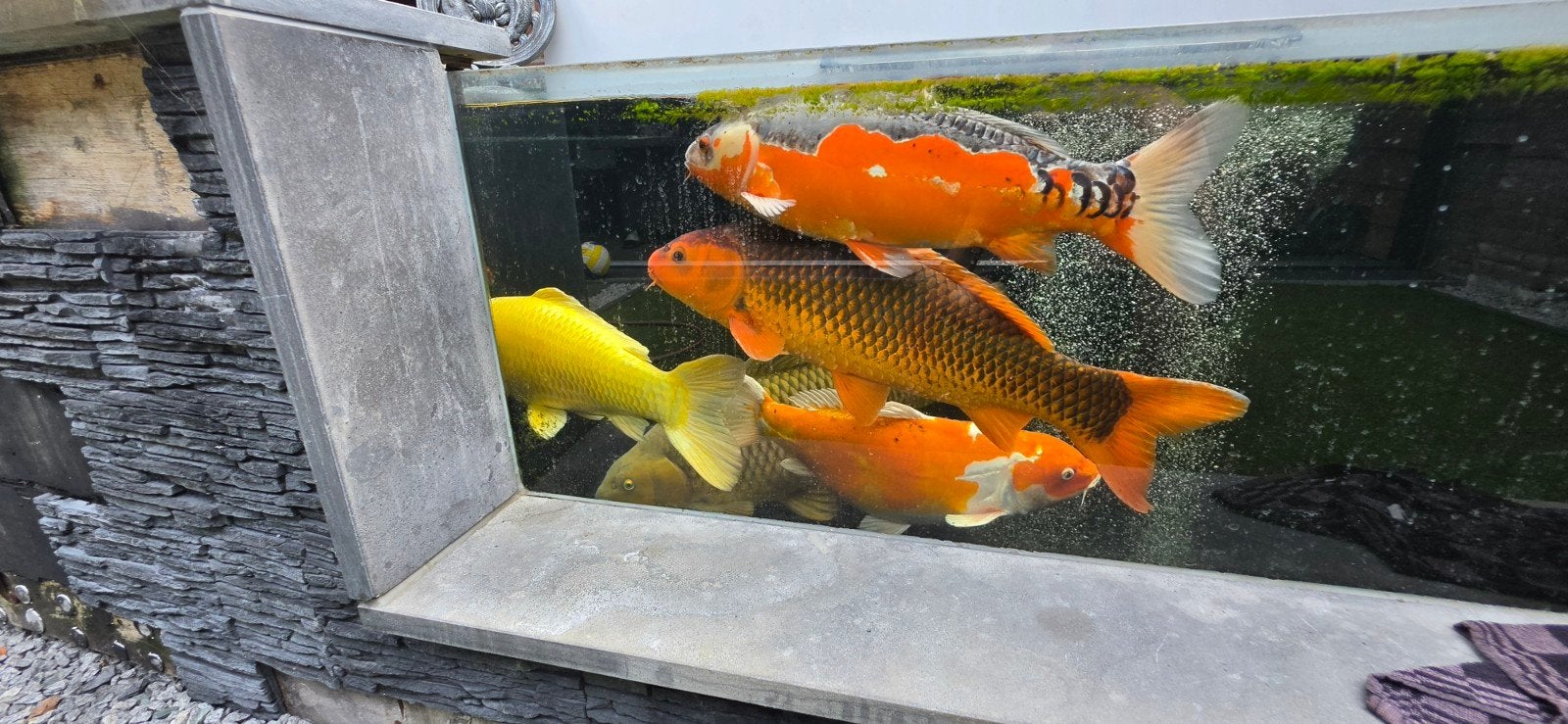 te koop div Japanse koi's, Karper of Koi
